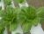 Green romaine Xà lách romaine