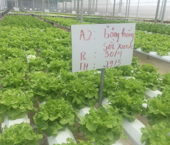 Bông hồng sồi xanh