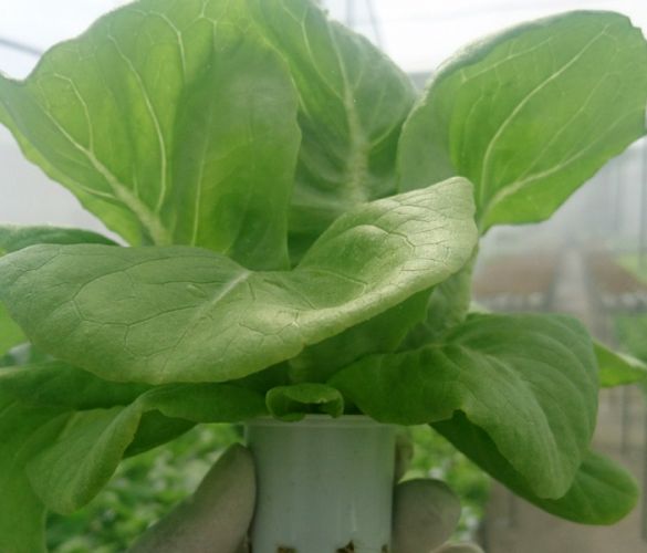 Xà lách bông hồng