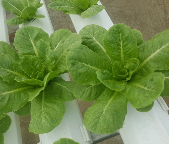 Green romaine Xà lách romaine