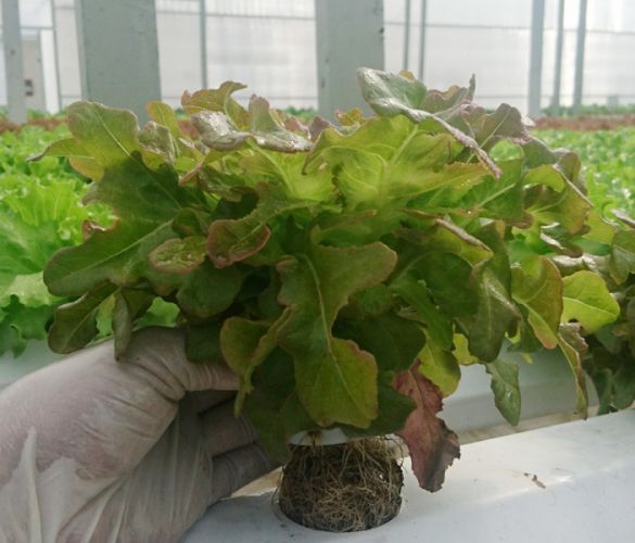 Xà lách Sồi Đỏ